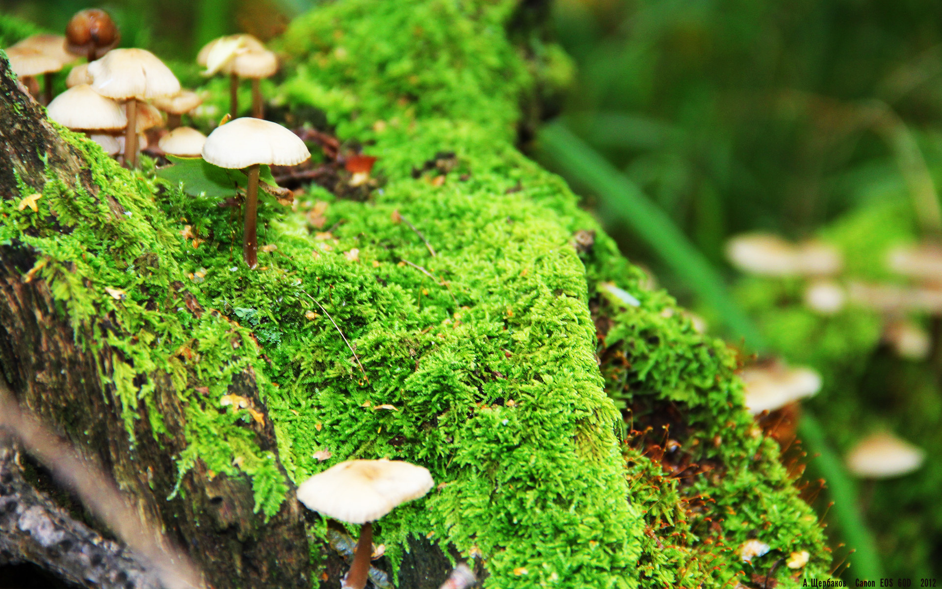 篮球联赛MVP最新评选，篮球联赛mvp最新评选规则